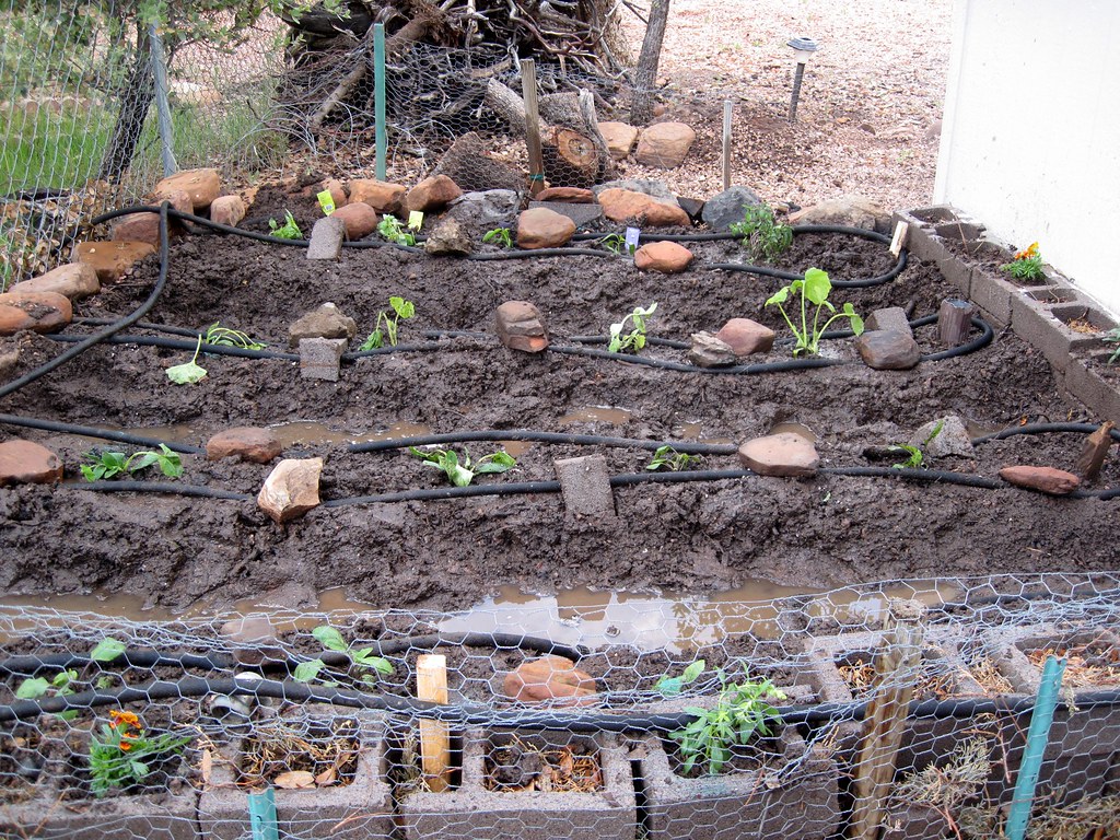 A vegetable bed of young seedlings with drip lines and labels