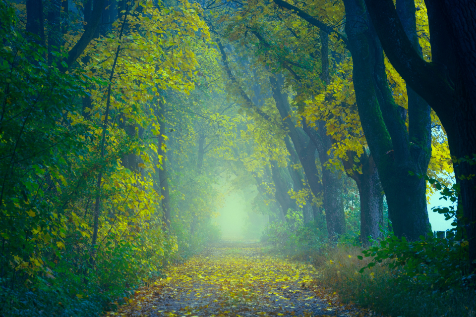 A misty woodland path under tall trees in green and gold light