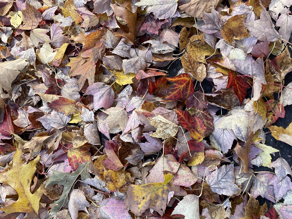 A drift of red and yellow autumn leaves on the ground